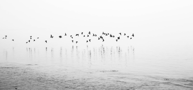 nature, haven, flock Of Birds, rainbow, body of water, bird, beach, fog, water, flying, animal, group Of Animals, large Group Of Animals, 5K, black birds