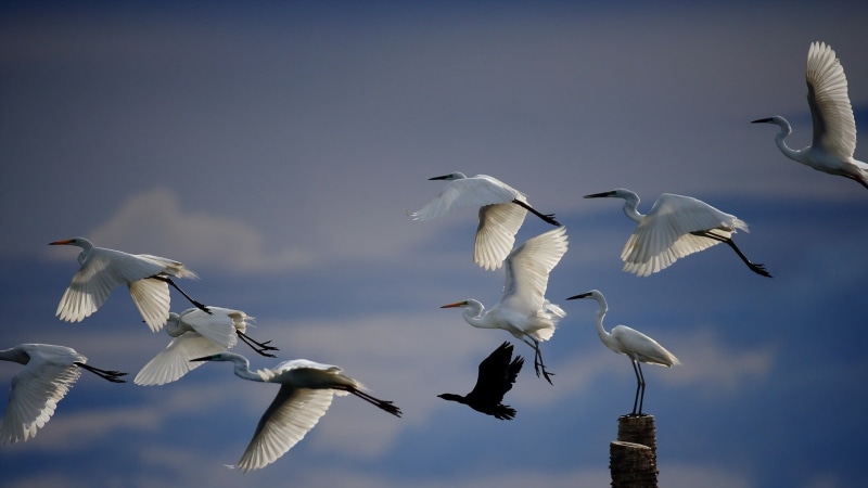 White, flock, Crane, Sky, Birds, 1080P, Flying
