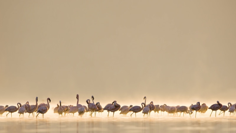 animals, walking, nature, side view, herd, birds, animal, copy space, togetherness, bird, day, environment, large group of animals, group of animals, sky