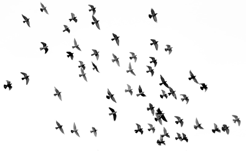 group of animals, flock of birds, motion, low, qom province, animal, togetherness, black, blackbird, vertebrate, 4K, flock, silhouette, animal wildlife