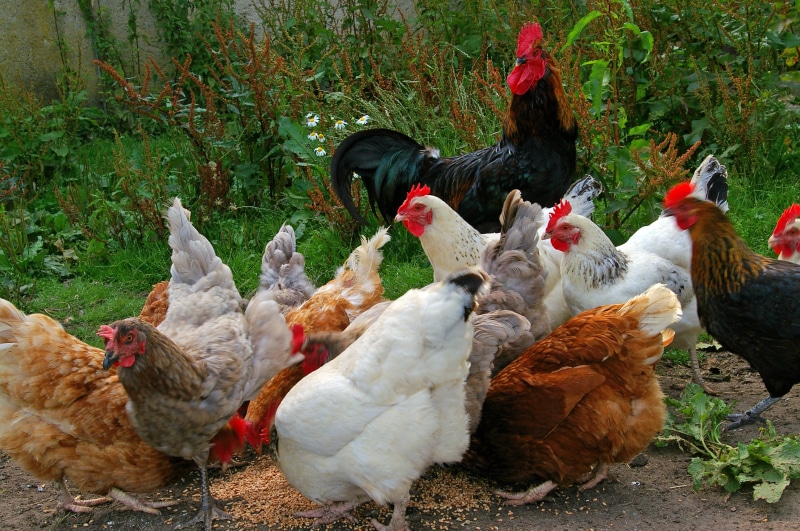 food, day, chicken run, organic chickens, animal, organic poultry, brood, animal themes, no people, nature, group of animals, vertebrate, white chicken