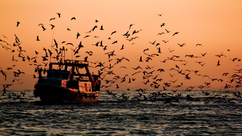 beach, fotografia, sailing, ES, banded, water, photo, mar, imagen, gulls, fishermen, bird, outdoors, pesca, navío, flock, Ship, photographer, 4K, image