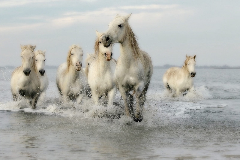 domestic animals, animal, standard, splashing, group Of Animals, animals And Pets, mane, aggression, nature, vertebrate, mammal, mare, day, full length