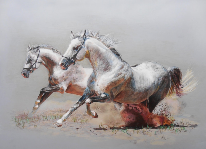 pair, animal, farm, herbivorous, white, horse, figure, bridle, field, pets, rural Scene, horseback Riding, animal Harness, vertebrate, horses, running