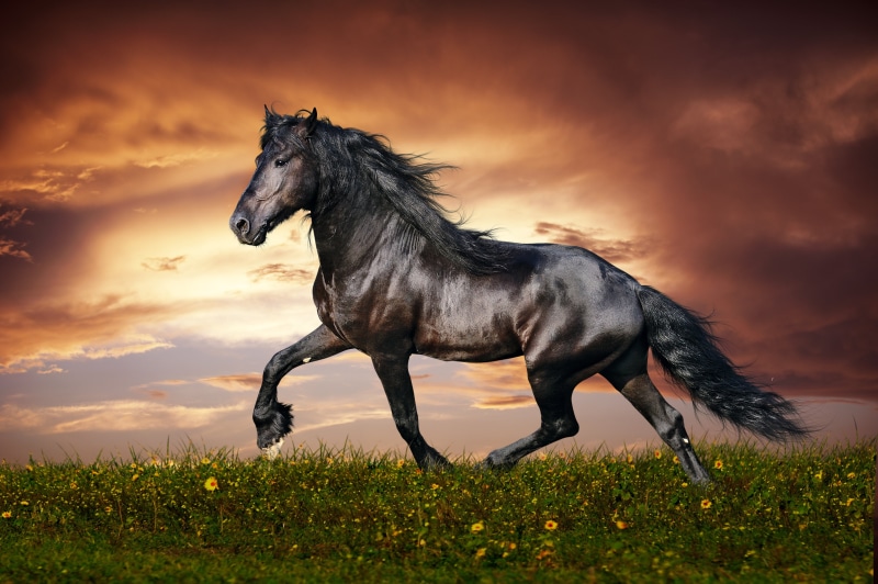 riding, no people, rural Scene, land, domestic, animal themes, nature, vertebrate, grass, beautiful, sport, thoroughbred Horse, mane, bay Horse, plant