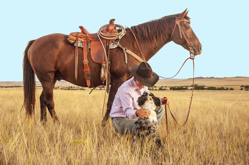 australian, pets, training, cowgirl, lifestyle, equine, grass, friend, herbivorous, companion, mammal, nature, riding, domestic, day, near, land, bridle