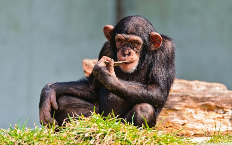 chimp, thinking, 2K, funny, chimpanzee, black