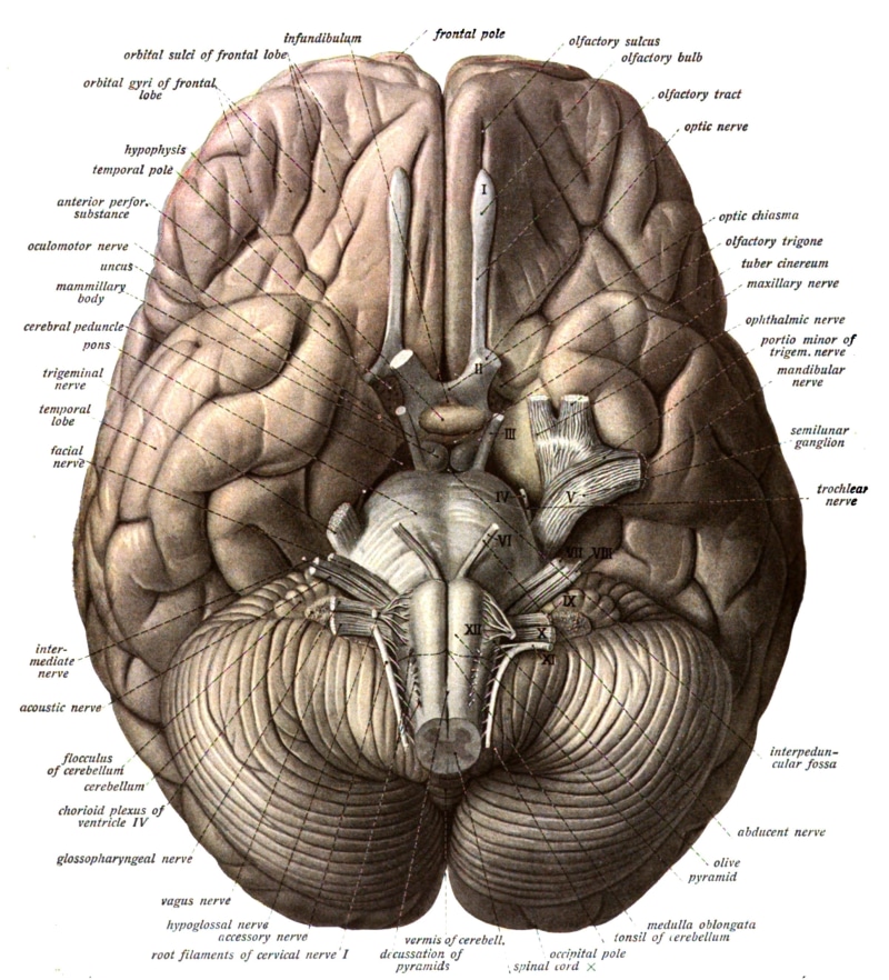 Medical, western script, belief, 2K, Anatomy, head, human representation, craft, spirituality, close-up, old, text, skull, brain, representation, architecture