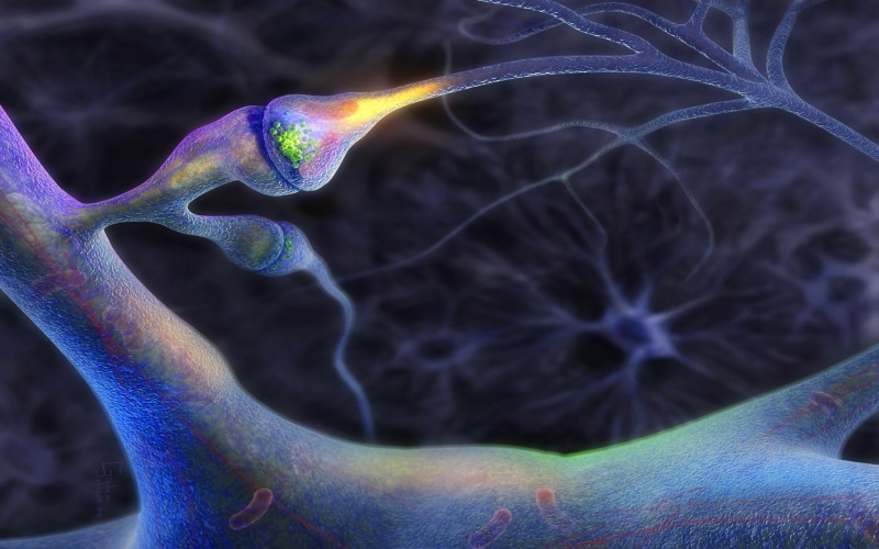 close-up, indoors, purple, XRAY, focus on foreground, fragility, d, psychedelic, science, nature, pattern, no people, Medical, skull, 1080P, smoke - physical structure