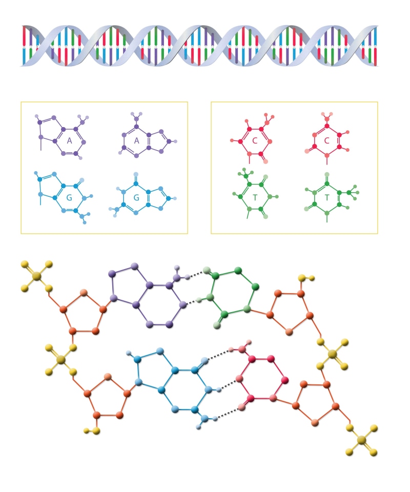 gene, communication, multi colored, chemistry, medical, biotechnology, symbol, connection, structure, indoors, spiral, biology, data, dna, photo, molecular structure