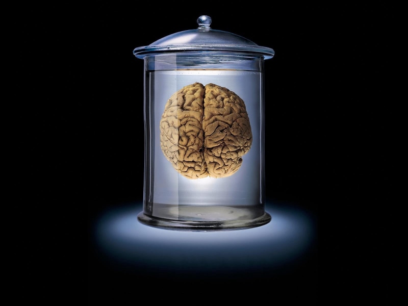 wellbeing, black, brain, seed, cultures, glass - Material, indoors, brown, transparent, blue, food, no people, clipart, single Object, isolated, healthcare and medicine