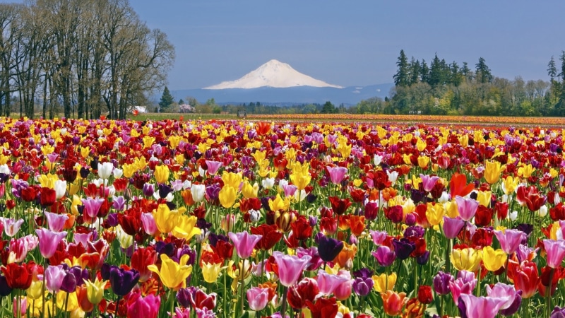 x, multicolor, fields, oregon, art, hd, farms, flowers, Landscapes, tulips, 1080P, nature