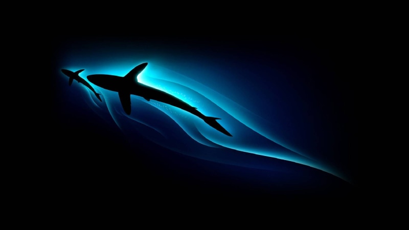 lights, dark, dark background, art, 1080P, background, sharks