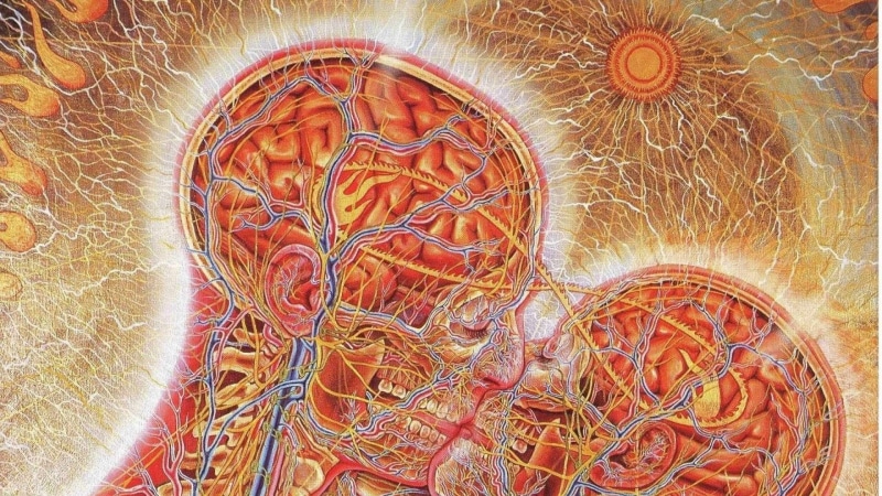 microbiology, close-up, day, no people, indoors, creativity, science, brain, technology, biology, human, 1080P, illustration, orange color, anatomy, yellow