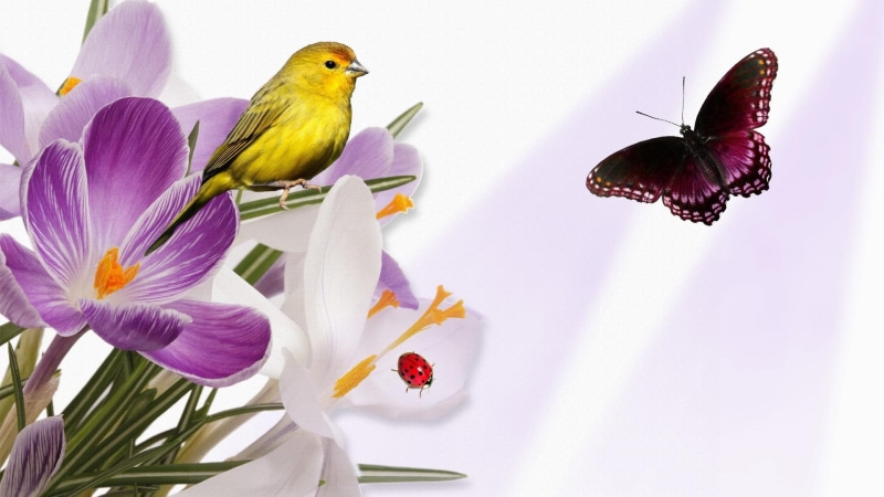persona, crocus, yellow, butterfly, bird, orchid, spring, 1080P, light, 3d and abstract, purple, flowers, ladybug, lavender