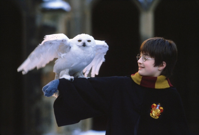 Harry Potter, 1080P, Daniel Radcliffe, Harry Potter and the Philosophers Stone