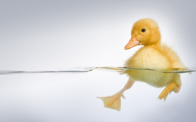 young bird, animal, 1080P, birds, bird, baby animals, baby chicken, water, full length, one animal, duck, indoors, vertebrate, split view, poultry, yellow