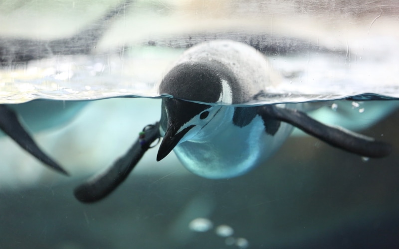 underwater, motion, water, transparent, split view, close-up, animal, sea, white, animals, animals in the wild, day, penguin, black, swimming, no people