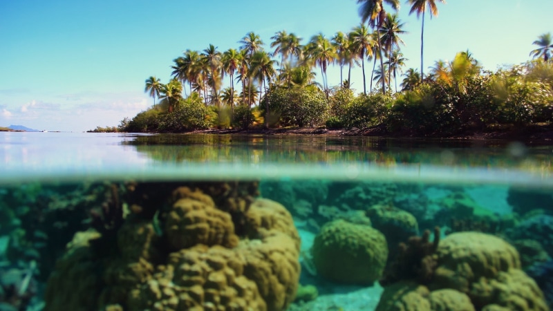 underwater, nature, 1080P, sea, palm trees, island, split view
