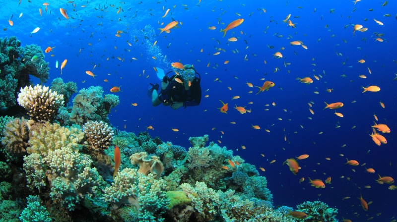 underwater, sea, scuba, diving, 5K, fish, diver, ocean