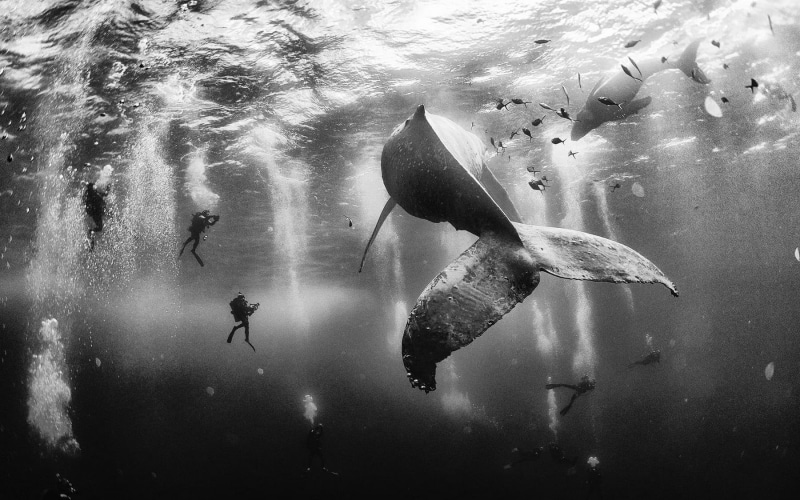 nature, water, large group of animals, marine, pond, day, photo, animal, sea life, animals In The Wild, black, photography, swimming, river, 720P, undersea