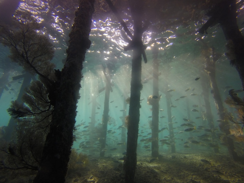 no people, vacation, underwater, derawan, scuba, travel, berau, island, day, seascape, land, outdoors, growth, tree, 2K, swimming, tranquil scene, tree trunk