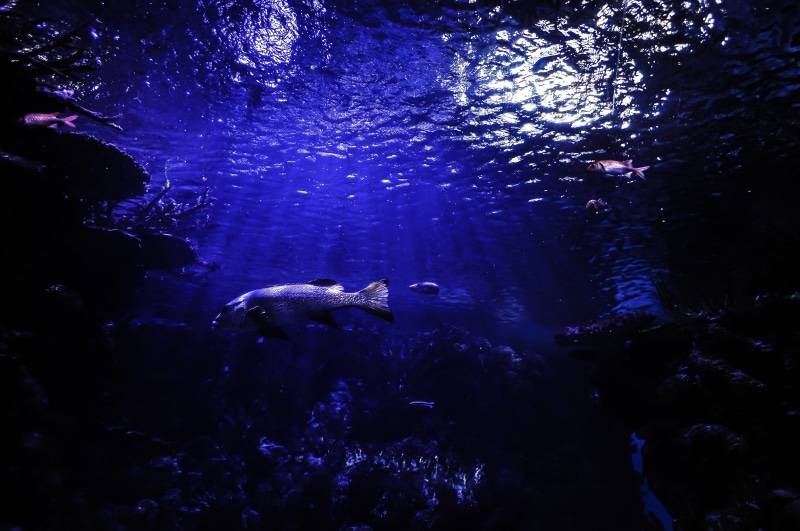 animal themes, marine, vertebrate, animal wildlife, reef, scuba diving, animal, swimming, wildlife, ocean, aquatic, fish, beauty in nature, ecosystem, aquarium