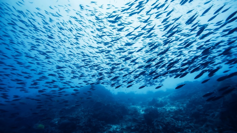 underwater, Castle Rock, school, Atlantic, 4K, Pacific, blue, fish, water, tourism, Fish school, diving, Worlds best diving sites, bottom, Indian, Ocean
