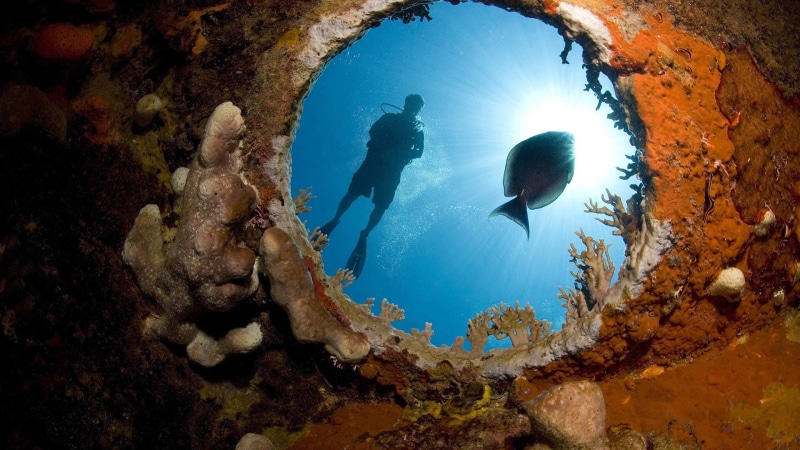 sunlight, coral, ocean, scuba, 1080P, animals, hd, fish, diving, diver