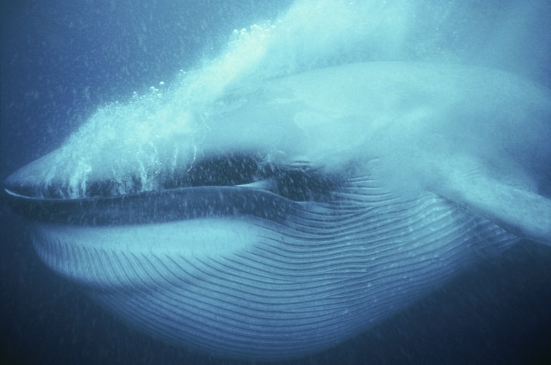 marine, animals, blue, water, swimming, environment, nature, close-up, no people, power in nature, 720P, motion, bubbles, underwater, animals in the wild