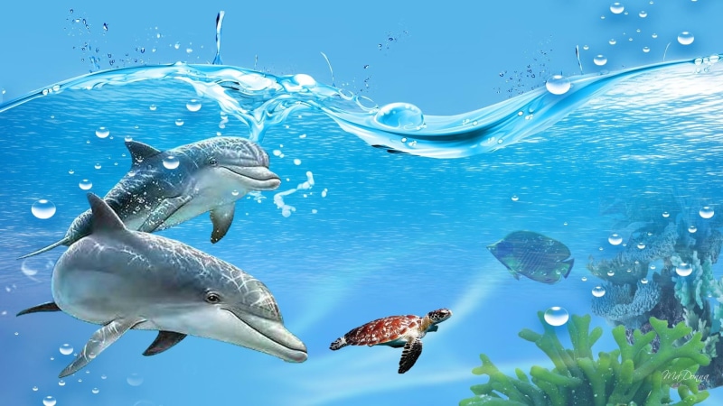 water, blue, fish, dolphins, underwater, turtle, ocean, play, swimming, bubbles, 1080P, plants, animals