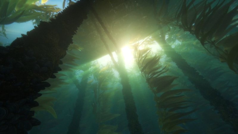 lens flare, leaf, plants, nature, green color, animated movies, sky, day, outdoors, Finding Dory, no people, close-up, tranquility, sunbeam, movies, tree