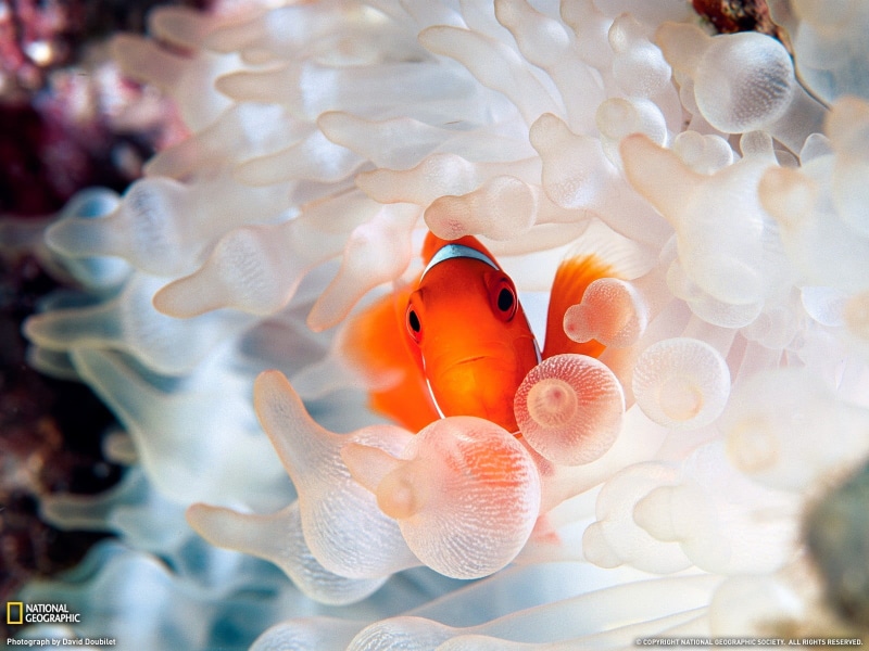 clownfish, animal, water, 720P, sea anemones, nature, sea life, animal wildlife, animal themes, clown fish, orange, sea, beauty in nature, invertebrate