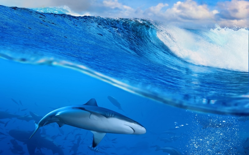 ocean, sky, shark, wave, blue, Sea, white, Splash, 720P
