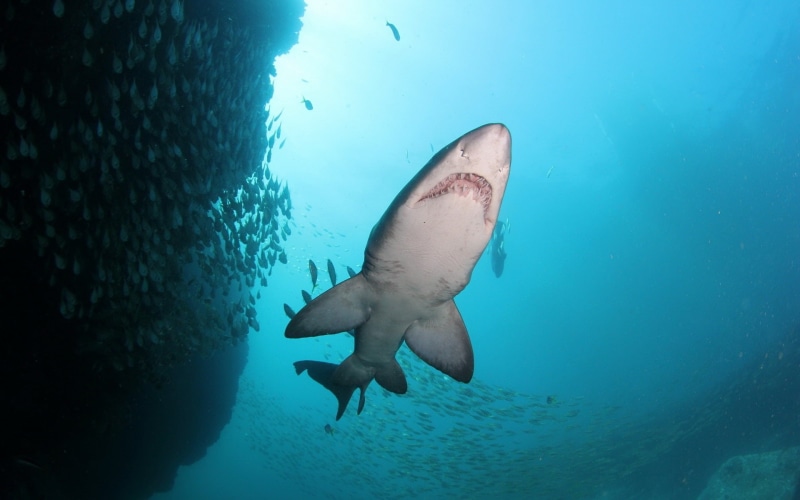 Sharks, Fish, shark, Sea, Blue, 1080P, grey, Underwater