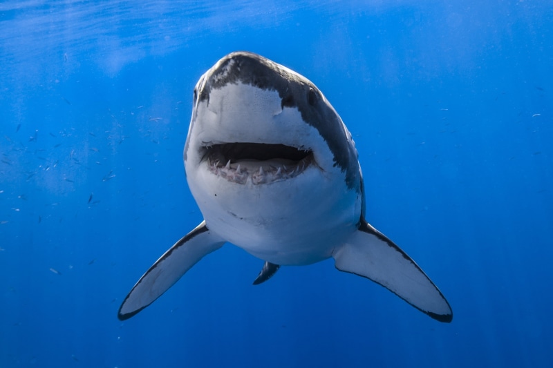 white, 2K, sea, shark, nature, grey