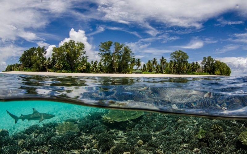 2K, sea anemones, nature, shark, Seychelles, underwater, beach, sea, split view