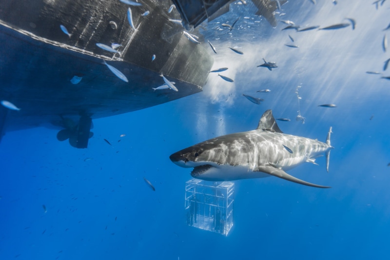 swimming, animals in the wild, nature, blue, boat, underwater, animal, sea life, sea, no people, vertebrate, water, 2K, underwater diving, outdoors, animal themes
