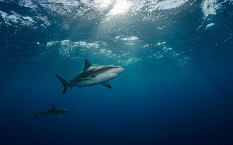fish, shark, swimming, marine, water, animals, two, sea life, animals in the wild, animal, animal wildlife, sharks, day, motion, underwater, vertebrate