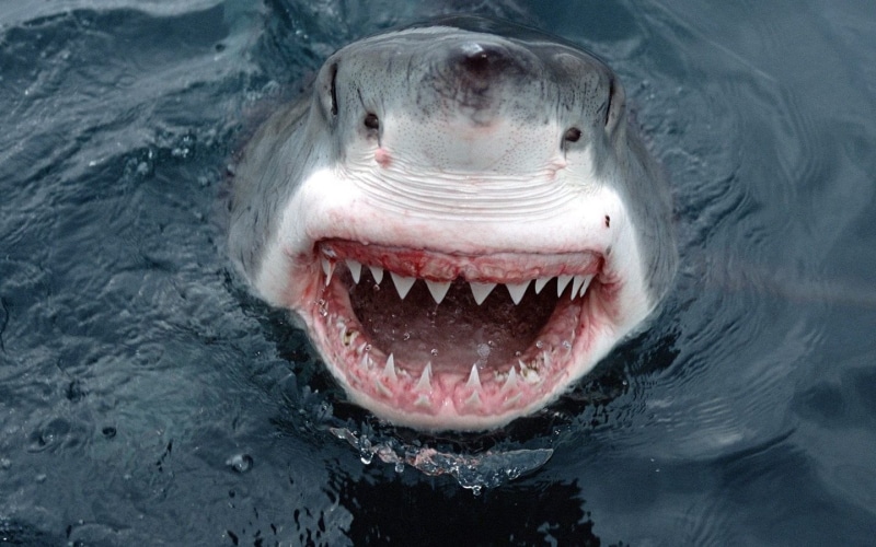 mouth open, animal head, day, water, close-up, nature, no people, mouth, swimming pool, one animal, gray, swimming, photography, teeth, animals in the wild