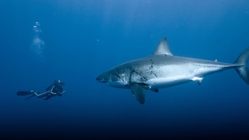 1080P, fish, diver, shark, animals, grey, underwater, hd, blue