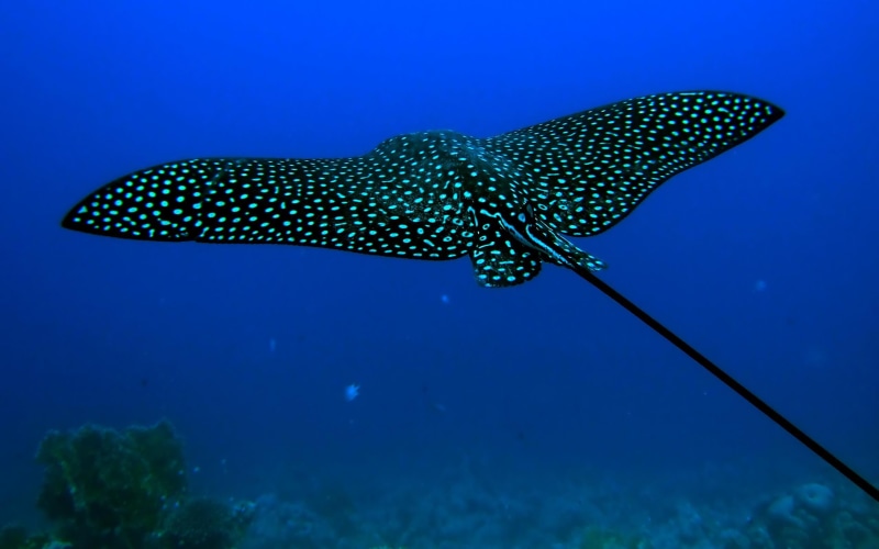 animals in the wild, undersea, one animal, swimming, underwater, black, polka, vertebrate, water, fish, turquoise colored, animals, animal, gray, nature