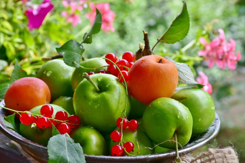 close-up, apple - fruit, focus on foreground, red, healthy eating, apples, 2K, fruit, leaf, green color, freshness, berries, nature, food and drink, growth
