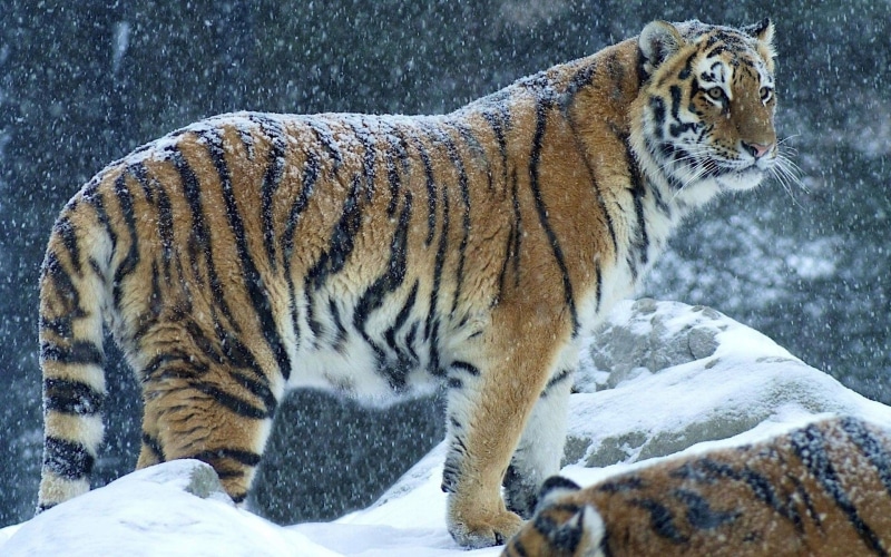winter, animals in captivity, brown, animal wildlife, snow, animal themes, tiger, feline, day, endangered species, mammal, no people, cat, carnivora, big cat