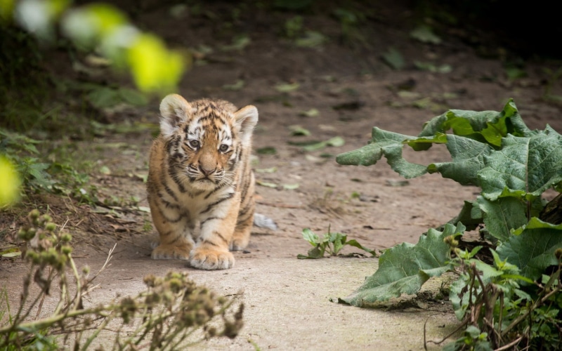 animal wildlife, plant part, vertebrate, whisker, animals, big cat, pets, cub, no people, plant, animal, tiger, feline, selective focus, outdoors, leaf