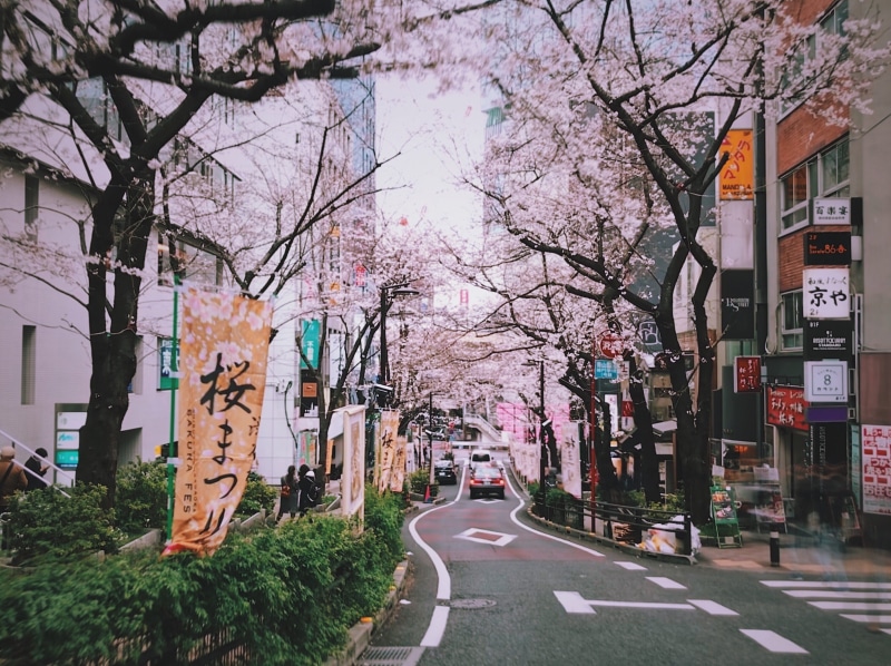 tama, tree, 2K, plant, no people, japan, residential district, road marking, asphalt, person, nature, cherry tree, branch, transportation, cherry blossom