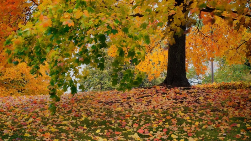 leaves, orange color, beauty in nature, floral, natural condition, leaf, change, plant part, forest, no people, branch, scenics - nature, day, tree, tree trunk