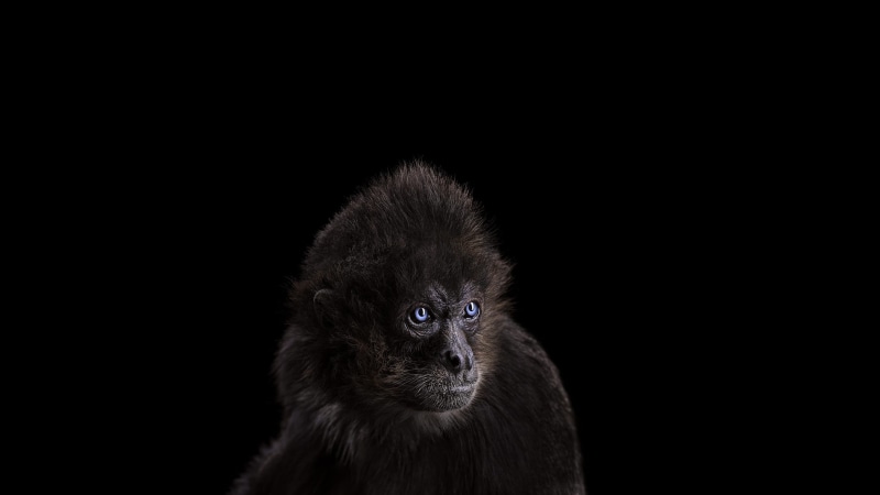 mammals, no people, indoors, animal head, pets, animal wildlife, animal themes, studio shot, looking at camera, animal hair, close-up, animal eye, monkey