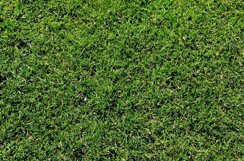day, the pitch, photo, sport, garden, games, spring, no people, lane, sunlight, nature, green color, the background, growth, closeup, close, tranquility