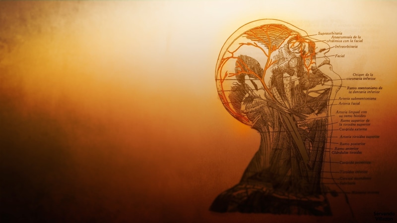 1080P, anatomy, medicine, science